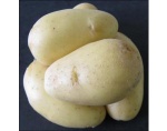 Sadbové brambory GRANADA - PR  5kg