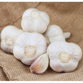 Česnek sadbový ORNAK 5-7 palice - paličák