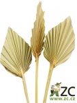 Dekorace - Palmový list ve tvaru oštěpu 4 ks