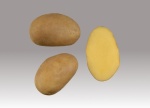Sadbové brambory COLETTE - VR
