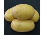 Sadbové brambory DALI - R   5kg