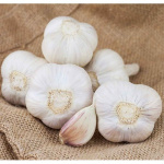 Česnek sadbový ORNAK 10-14 palice - paličák