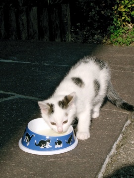 Plastová miska pro kočky, 140ml